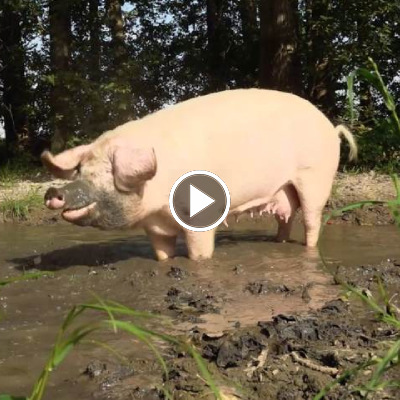 Schwein Hanna in der Suhle im Land der Tiere, dem veganen Tierschutzzentrum zwischen Hamburg, Berlin und Lüneburg