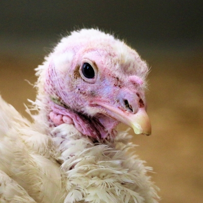 Die geretteten Puten Luna, Cleo, Amelie und Anouschka im Land der Tiere, dem veganen Tierschutzzentrum zwischen Hamburg, Berlin und Lüneburg