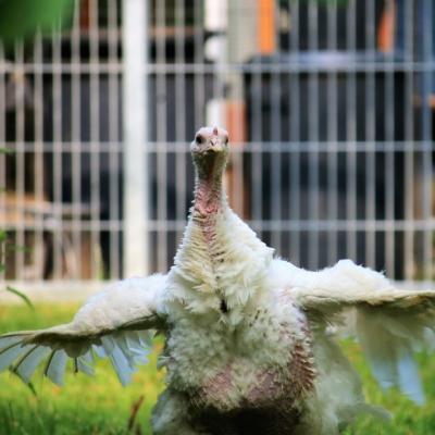 Die geretteten Puten Luna, Cleo, Amelie und Anouschka im Land der Tiere, dem veganen Tierschutzzentrum zwischen Hamburg, Berlin und Lüneburg