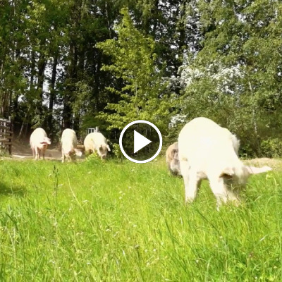 Die Schweine im Land der Tiere, dem veganen Tierschutzzentrum zwischen Hamburg, Berlin und Lüneburg
