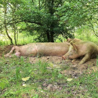 Schwein Hanna und ihre Kinder Willi, Hein & Pia beim Spaziergang im Land der Tiere, dem veganen Tierschutzzentrum zwischen Hamburg, Berlin und Lüneburg