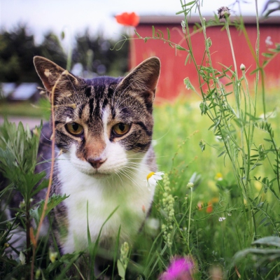 Kater Klaus im Land der Tiere, dem veganen Tierschutzzentrum zwischen Hamburg, Berlin und Lüneburg