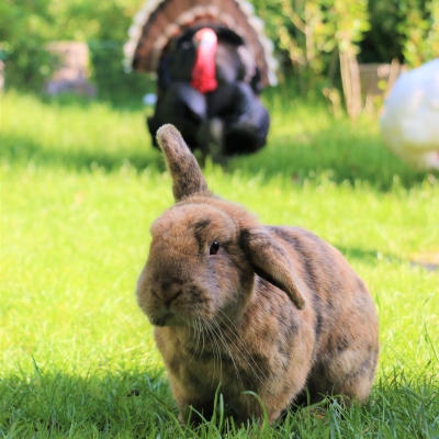 Kaninchen Poppins und Puter Gustav im Hintergrund im Land der Tiere, dem veganen Tierschutzzentrum zwischen Hamburg, Berlin und Lüneburg