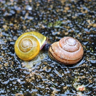 Zwei Schnecken auf nassem Boden im Land der Tiere