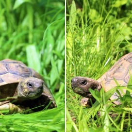 Die Schildkröten Maia & Maio im Land der Tiere, dem veganen Tierschutzzentrum zwischen Hamburg, Berlin und Lüneburg