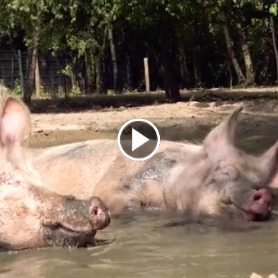 Synchronbaden im Schweinepool mit Willi und Hein im Land der Tiere, dem veganen Tierschutzzentrum zwischen Hamburg, Berlin und Lüneburg