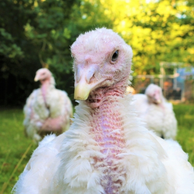 Die geretteten Puten Amelie, Luna, Cleo und Anouschka im Land der Tiere, dem veganen Tierschutzzentrum zwischen Hamburg, Berlin und Lüneburg