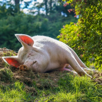 Schwein Anni im Schweineland im Land der Tiere, dem veganen Tierschutzzentrum zwischen Hamburg, Berlin und Lüneburg