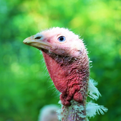 Die geretteten Puten Luna, Cleo, Amelie und Anouschka im Land der Tiere, dem veganen Tierschutzzentrum zwischen Hamburg, Berlin und Lüneburg