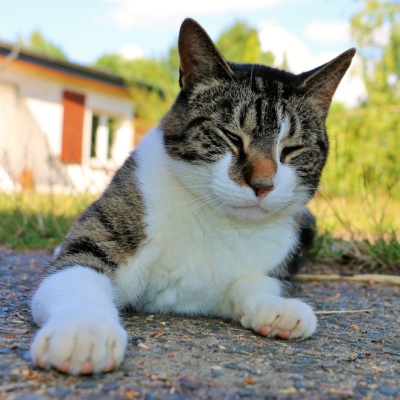 Kater Klaus im Land der Tiere, dem veganen Tierschutzzentrum zwischen Hamburg, Berlin und Lüneburg