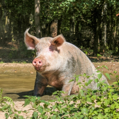 Schwein Rosalie im Land der Tiere, dem veganen Tierschutzzentrum zwischen Hamburg, Berlin und Lüneburg