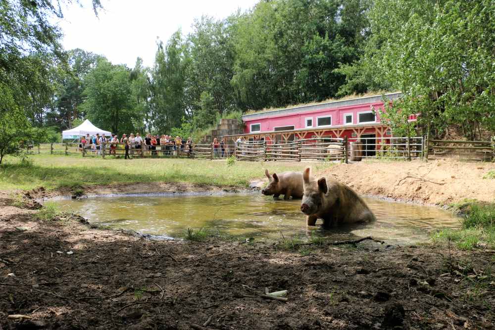 Impressionen vom Sommerfest 2023 im Land der Tiere, dem veganen Tierschutzzentrum zwischen Hamburg, Berlin und Lüneburg