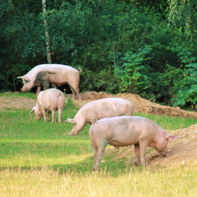Die Schweine Hein, Willi, Lulu und Felix im Schweineland im Land der Tiere, dem veganen Tierschutzzentrum zwischen Hamburg, Berlin und Lüneburg
