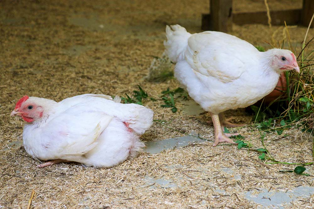 Die Hühner Cosmo & Cosma im Land der Tiere, dem veganen Tierschutzzentrum zwischen Hamburg, Berlin und Lüneburg