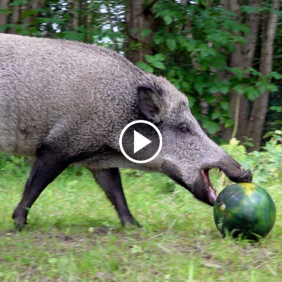 Wildschwein Pippa und eine Melone im Land der Tiere, dem veganen Tierschutzzentrum zwischen Hamburg, Berlin und Lüneburg