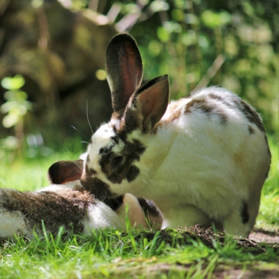 Herr und Frau Ostermann im Land der Tiere, dem veganen Tierschutzzentrum zwischen Hamburg, Berlin und Lüneburg