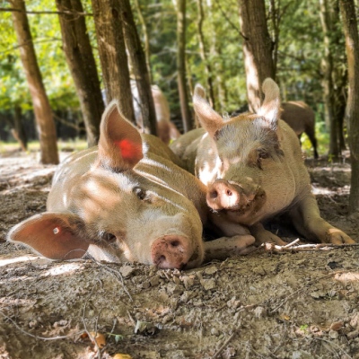 Die Schweine Knut und Helge im Land der Tiere, dem veganen Tierschutzzentrum zwischen Hamburg, Berlin und Lüneburg