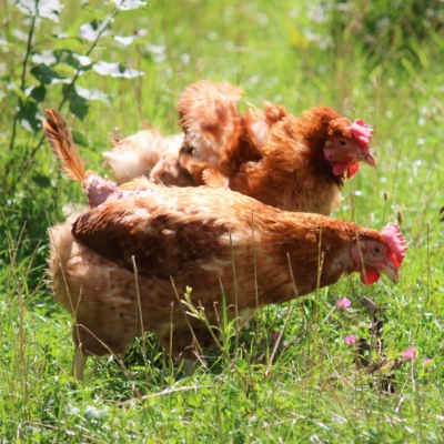 Die geretteten Hühner Maianne, Maike und Maiella im Land der Tiere, dem veganen Tierschutzzentrum zwischen Hamburg, Berlin und Lüneburg