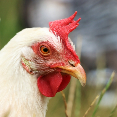 Huhn Matrix im Land der Tiere, dem veganen Tierschutzzentrum zwischen Hamburg, Berlin und Lüneburg