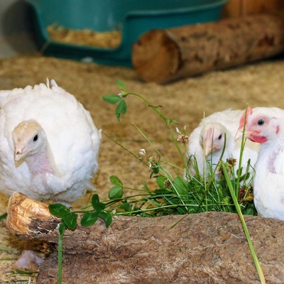 Puter Pü(delius) und die Hühner Cosma und Cosmo im Land der Tiere, dem veganen Tierschutzzentrum zwischen Hamburg, Berlin und Lüneburg