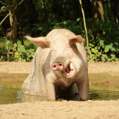 Schwein Rosalie in der Suhle im Schweineland im Land der Tiere, dem veganen Tierschutzzentrum zwischen Hamburg, Berlin und Lüneburg