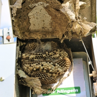 Ein verlassenes Wespennest im Klingelkasten vom Land der Tiere, dem veganen Tierschutzzentrum zwischen Hamburg, Berlin und Lüneburg