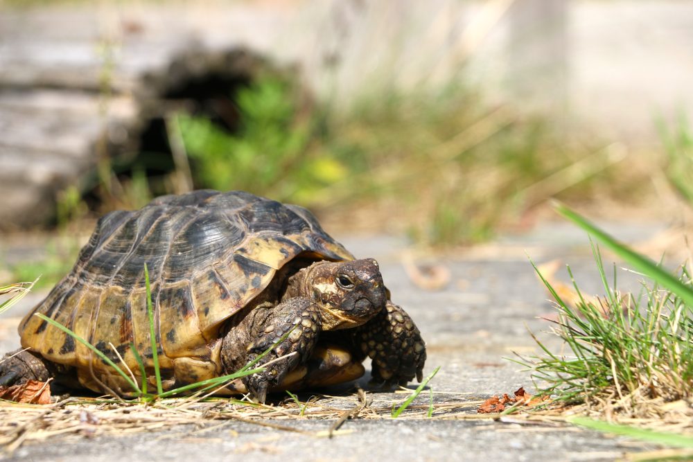 Schildkröte Mops im Land der Tiere, dem veganen Tierschutzzentrum zwischen Hamburg, Berlin und Lüneburg