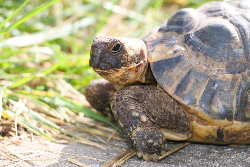 Schildkröte Mops im Land der Tiere, dem veganen Tierschutzzentrum zwischen Hamburg, Berlin und Lüneburg