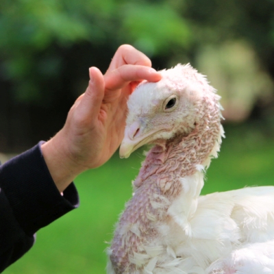 Pute Amelie genießt die Streicheleinheiten einer Besucherin im Land der Tiere, dem veganen Tierschutzzentrum zwischen Hamburg, Berlin und Lüneburg