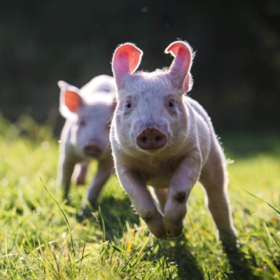 Die Schweine Rosalie & Anni im Land der Tiere, dem veganen Tierschutzzentrum zwischen Hamburg, Berlin und Lüneburg