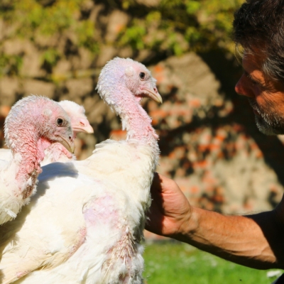 Die Puten Anouschka, Cleo, Amelie und Mensch Jürgen im Land der Tiere, dem veganen Tierschutzzentrum zwischen Hamburg, Berlin und Lüneburg