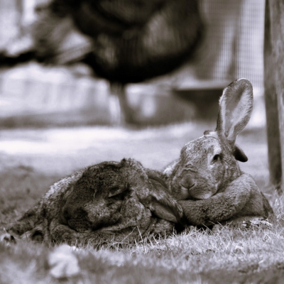Die Kaninchen Frau Heinrich und Poppins im Land der Tiere, dem veganen Tierschutzzentrum zwischen Hamburg, Berlin und Lüneburg