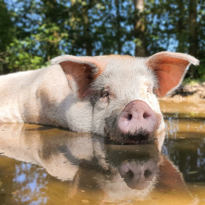 Schwein Helge in der Suhle im Schweineland im Land der Tiere, dem veganen Tierschutzzentrum zwischen Hamburg, Berlin und Lüneburg