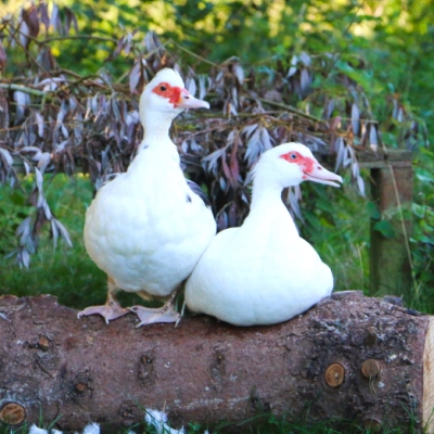 Die Enten Jente und Polente auf ihrem „Balkon“ am Teich im Land der Tiere, dem veganen Tierschutzzentrum zwischen Hamburg, Berlin und Lüneburg