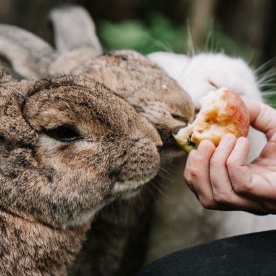 Die Kaninchen im Land der Tiere, dem veganen Tierschutzzentrum zwischen Hamburg, Berlin und Lüneburg