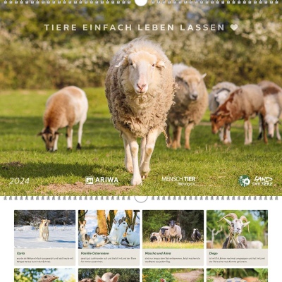 Der Land der Tiere Kalender für 2024 mit Schaf Ramona auf dem Cover