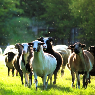 Die Schafe Maja und Marzi Pan, Pimpinella und Kalle inmitten der anderen Schafe im Land der Tiere, dem veganen Tierschutzzentrum zwischen Hamburg, Berlin und Lüneburg