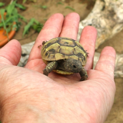 Schildkrötenbaby Neuneinhalbgramm auf einer menschlichen Handfläche im Land der Tiere, dem veganen Tierschutzzentrum zwischen Hamburg, Berlin und Lüneburg
