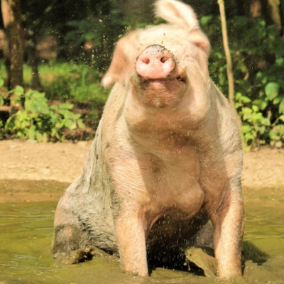 Schwein Rosalie in der Suhle im Land der Tiere, dem veganen Tierschutzzentrum zwischen Hamburg, Berlin und Lüneburg