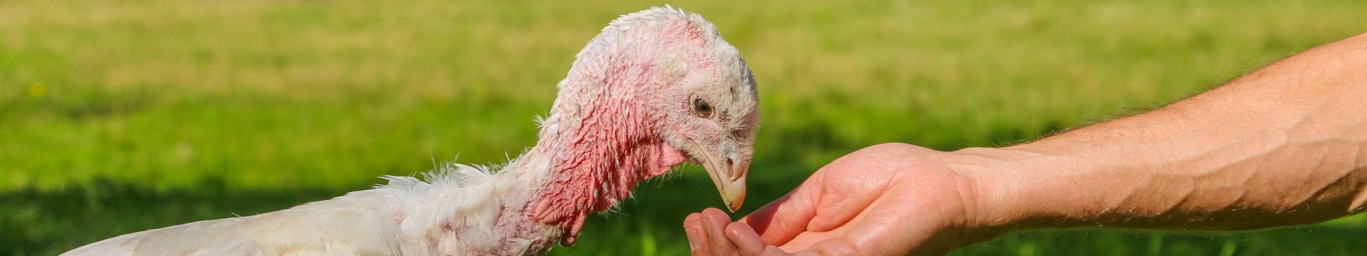 Unterstütze mit deiner Spende das Land der Tiere