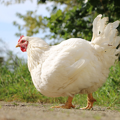 Cosma, ein gerettetes "Mast"-Huhn, das im Land der Tiere in Mecklenburg-Vorpommern lebt.