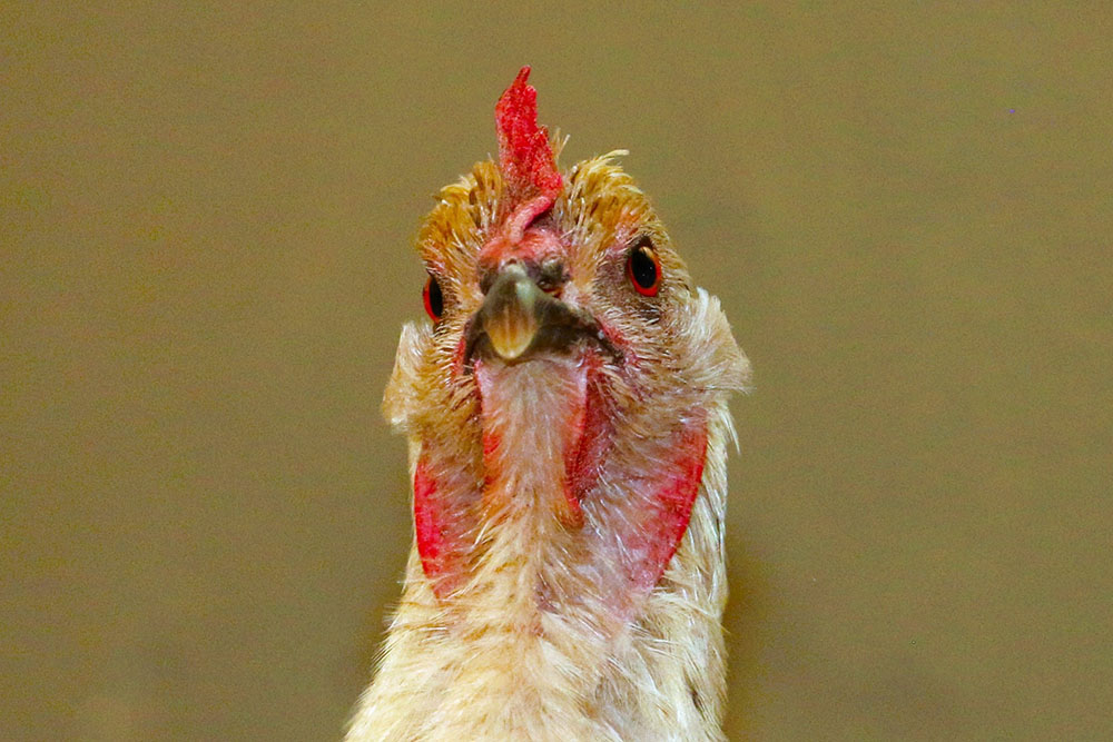 Gertrude, ein gerettetes Huhn, das nun im Land der Tiere lebt