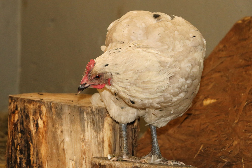 Gertrude, ein gerettetes Huhn, das nun im Land der Tiere lebt