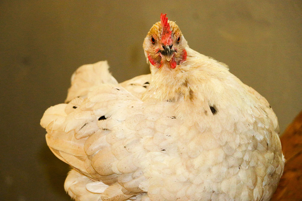 Gertrude, ein gerettetes Huhn, das nun im Land der Tiere lebt