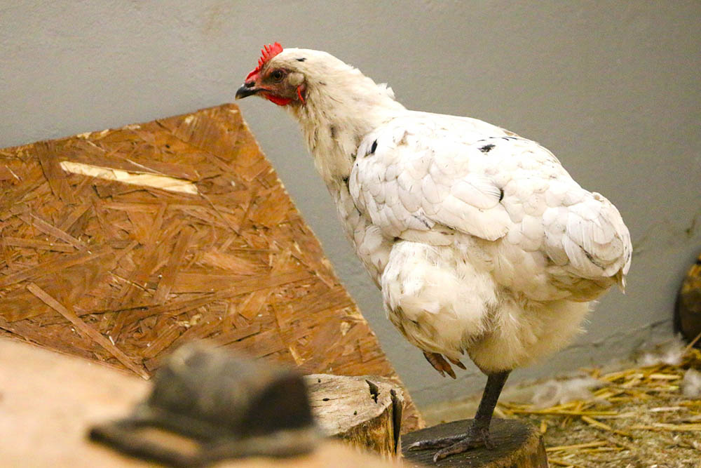 Gertrude, ein gerettetes Huhn, das nun im Land der Tiere lebt