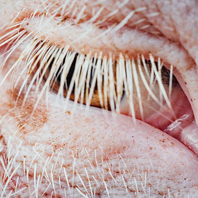 Nahaufnahme eines Schweineauges