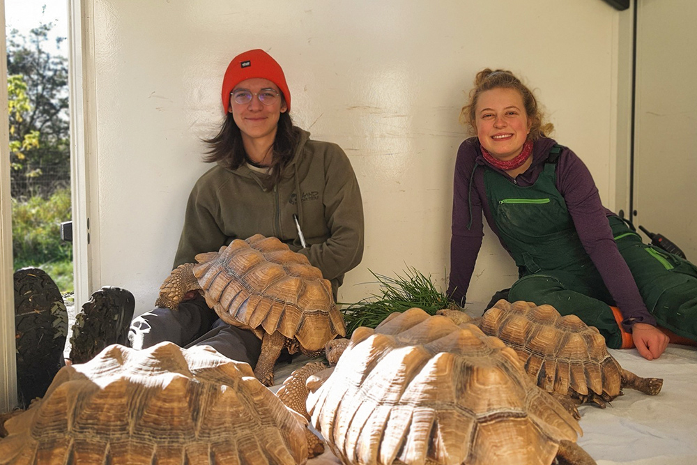 Die Afrikanischen Spornschildkröten Mali, Sahel, Sunny und Knopf auf dem Weg in ihr Winterquartier im Land der Tiere.