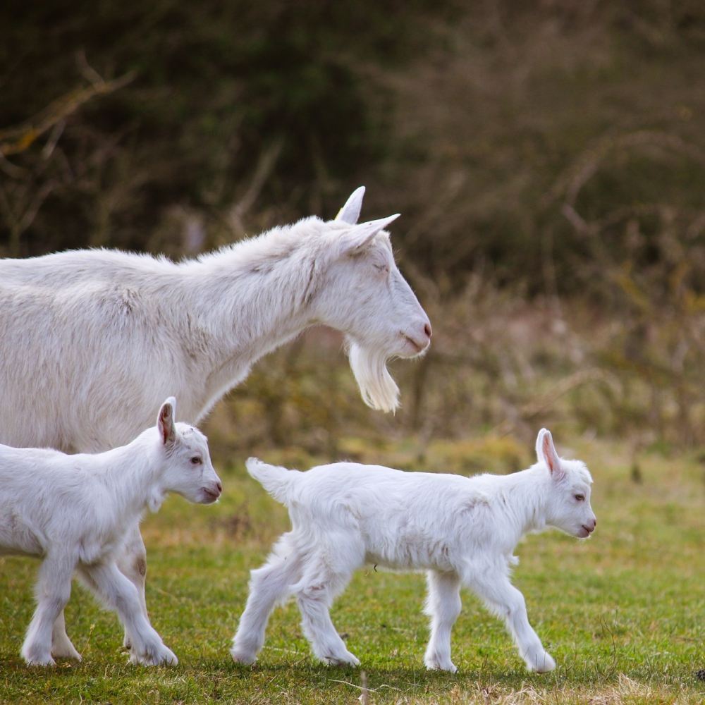 Ziege Bärta mit ihren Söhnen Ärnie und Bärt im Land der Tiere