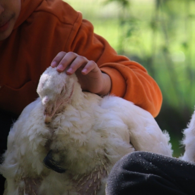 Kinder kraulen die Puten Cleo und Amelie während einer Führung im Land der Tiere