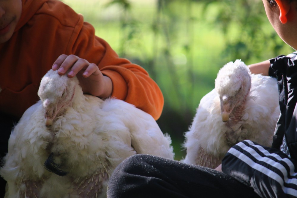 Kinder kraulen die Puten Cleo und Amelie während einer Führung im Land der Tiere